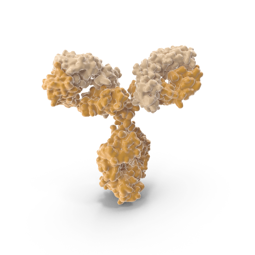 antisize:ACTB antibody :: Mouse betasize:Actin Monoclonal Antibody,0.1 mL
